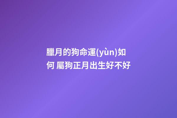 臘月的狗命運(yùn)如何 屬狗正月出生好不好
